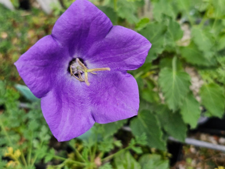 Campanula carpatica var.turbinata ´Typ U´
